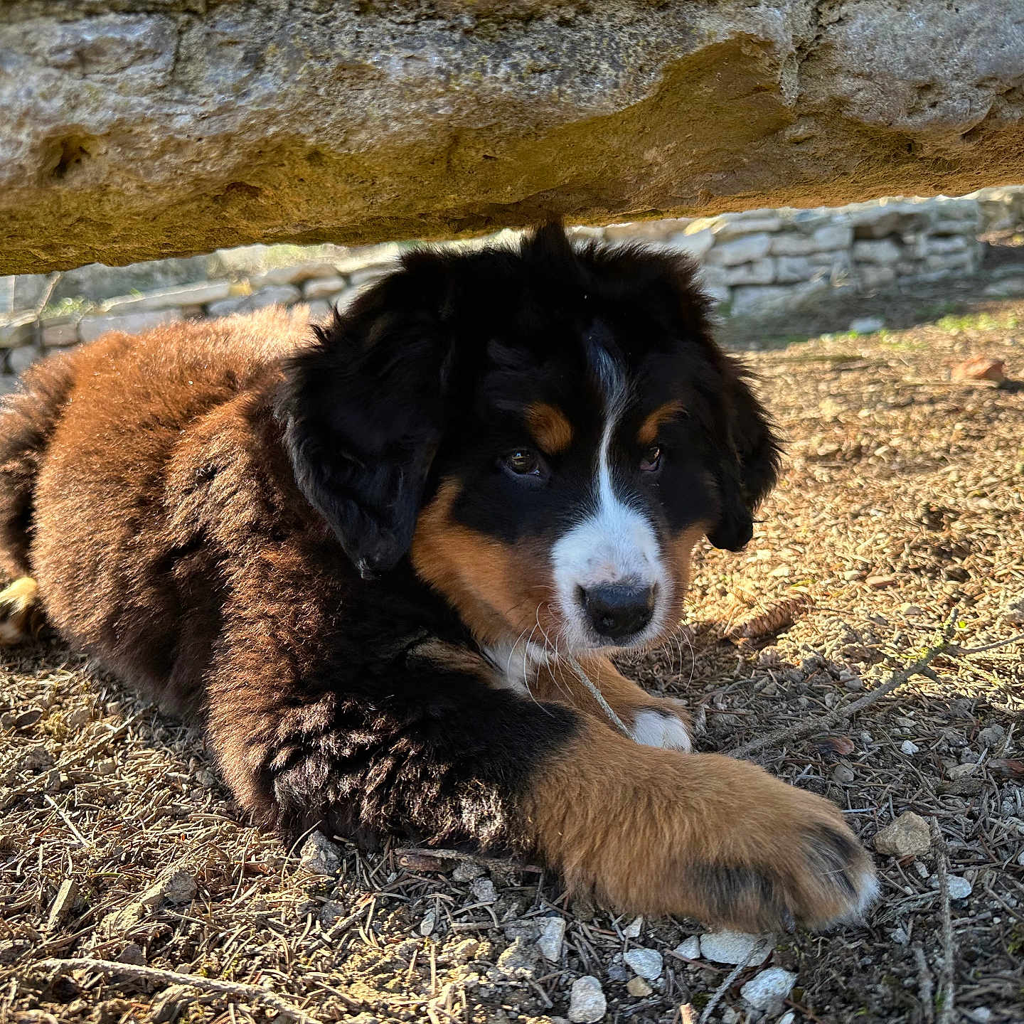 Athena a rejoint le concours — aidez-le/la à gagner de superbes lots ! animal, architecture, building, canine, cockerspaniel, collie, dog, field, grassland, gravel, hound, pet, puppy, road, rock, saintbernard, slate, soil, terrier, wall