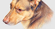 Shyan is registered to the contest to win money with this photo: dog, drawing, colored_pencil, portrait, animal, pet, fur, head, ears, eyes, snout, illustration, art, name, text, cursive, realistic, detail, profile, canine