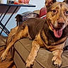 Shyan joined the competition — help win amazing prizes! dog, pet, animal, indoor, couch, relaxed, tongue_out, brown_fur, happy, paw, table, chair, wooden_floor, home, domestic, furniture, canine, resting, tongue, ears