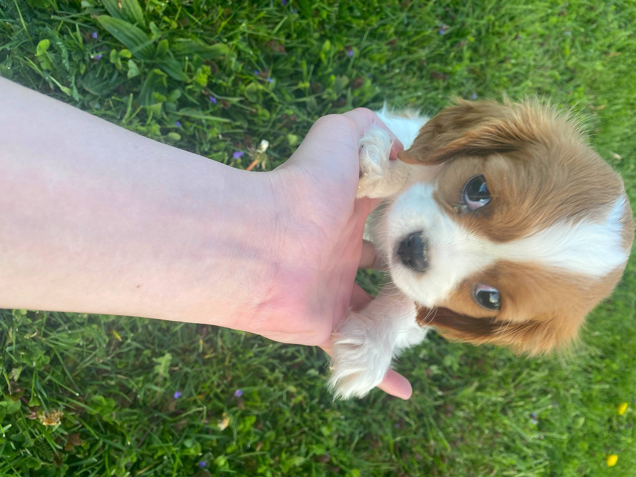 Ruby joined the competition — help win amazing prizes! barefoot, calf, carnivore, cavalier_king_charles_spaniel, companion_dog, dog, dog_breed, fawn, foot, fur, gesture, grass, happy, human_leg, plant, snout, spitz, toy_dog, whiskers, wrist