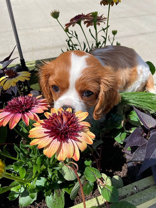 Ruby is registered to the contest to win money with this photo: annual_plant, canidae, carnivore, cavalier_king_charles_spaniel, companion_dog, dog, dog_breed, fawn, floral_design, flower, grass, gun_dog, leaf, liver, petal, plant, spaniel, sporting_group, toy_dog, whiskers