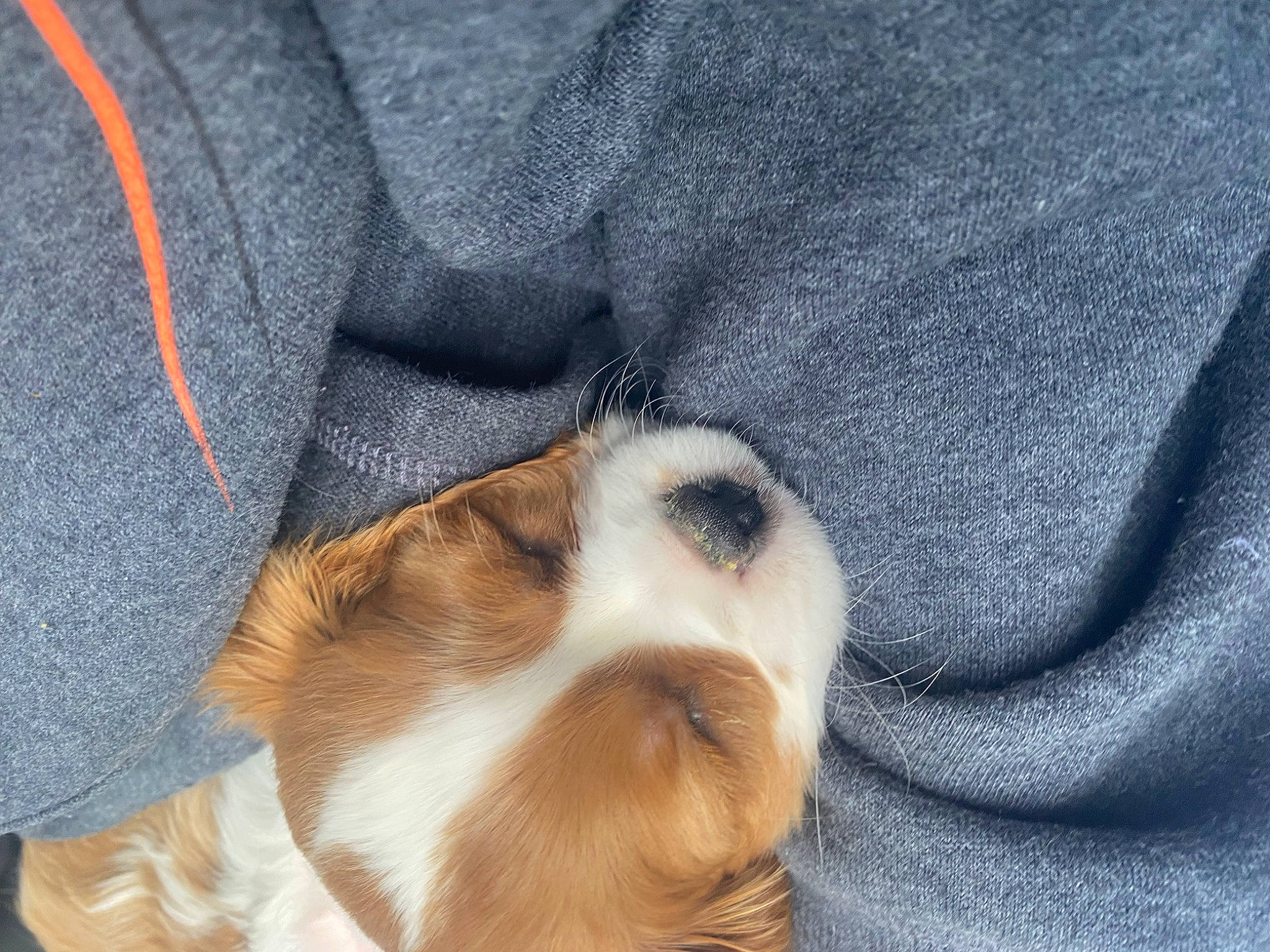 Ruby is registered to the contest to win money with this photo: ball, canidae, carnivore, comfort, companion_dog, denim, dog, dog_breed, electric_blue, fawn, fur, grey, paw, sleeve, snout, sporting_group, tail, toy_dog, whiskers