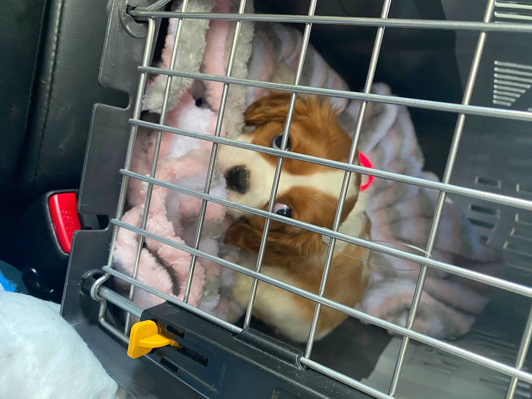 Ruby joined the competition — help win amazing prizes! animal_shelter, auto_part, automotive_exterior, carnivore, companion_dog, dog, dog_breed, dog_crate, dog_supply, fawn, fur, mesh, motor_vehicle, pet_supply, service, snout, spitz, sporting_group, toy_dog, working_animal