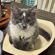 Benny joined the competition — help win amazing prizes! kitten, cat, gray, white, fluffy, baking_dish, table, wood, indoor, curious, pet, domestic_animal, fur, whiskers, eyes, ears, household, pen, curtain, cozy