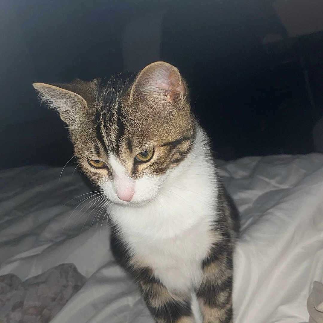 Tigrou participe au concours pour gagner de l'argent avec cette photo : animal, bed, blanket, cat, comfort, curious, domestic_cat, ears, feline, fur, indoor, looking_down, mammal, pet, sleeping_area, soft, tabby_cat, whiskers, white_chest, white_paws