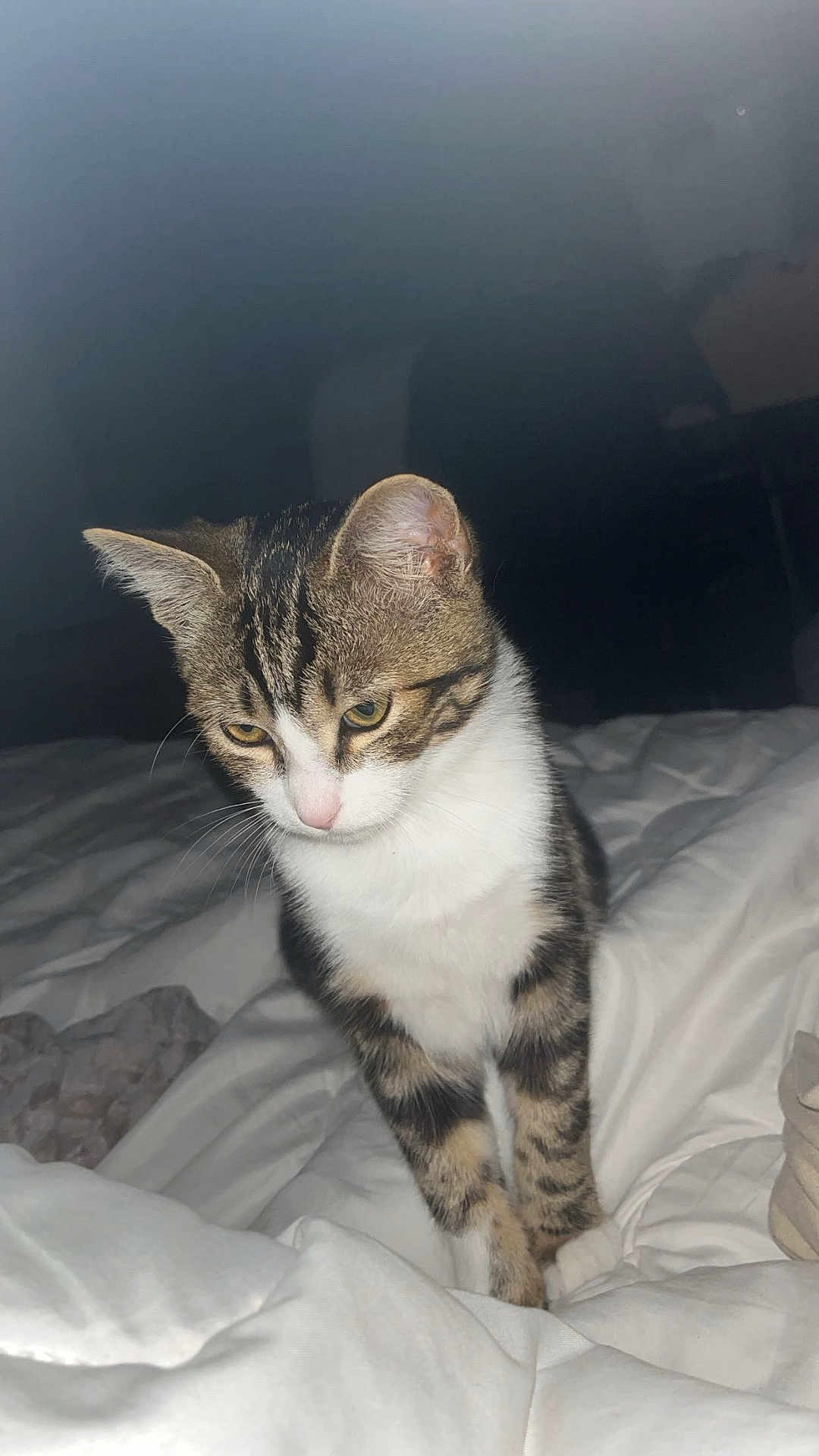 Tigrou