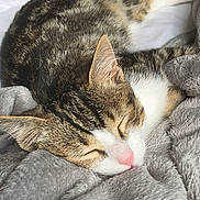 Tigrou participe au concours pour gagner de l'argent avec cette photo : cat, tabby, sleeping, blanket, soft, cozy, fur, pet, animal, resting, indoors, cute, nap, comfort, white, gray, bed, closeup, whiskers, pink_nose