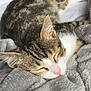 cat, tabby, sleeping, blanket, soft, cozy, fur, pet, animal, resting, indoors, cute, nap, comfort, white, gray, bed, closeup, whiskers, pink_nose