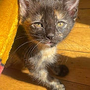 Tortie is registered to the contest to win money with this photo: animal, cat, closeup, cozy, curious, cute, feline, fur, indoor, kitten, pet, playful, portrait, small, sunlight, tortoiseshell, whiskers, wooden_floor, yellow_blanket, young