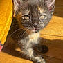 animal, cat, closeup, cozy, curious, cute, feline, fur, indoor, kitten, pet, playful, portrait, small, sunlight, tortoiseshell, whiskers, wooden_floor, yellow_blanket, young