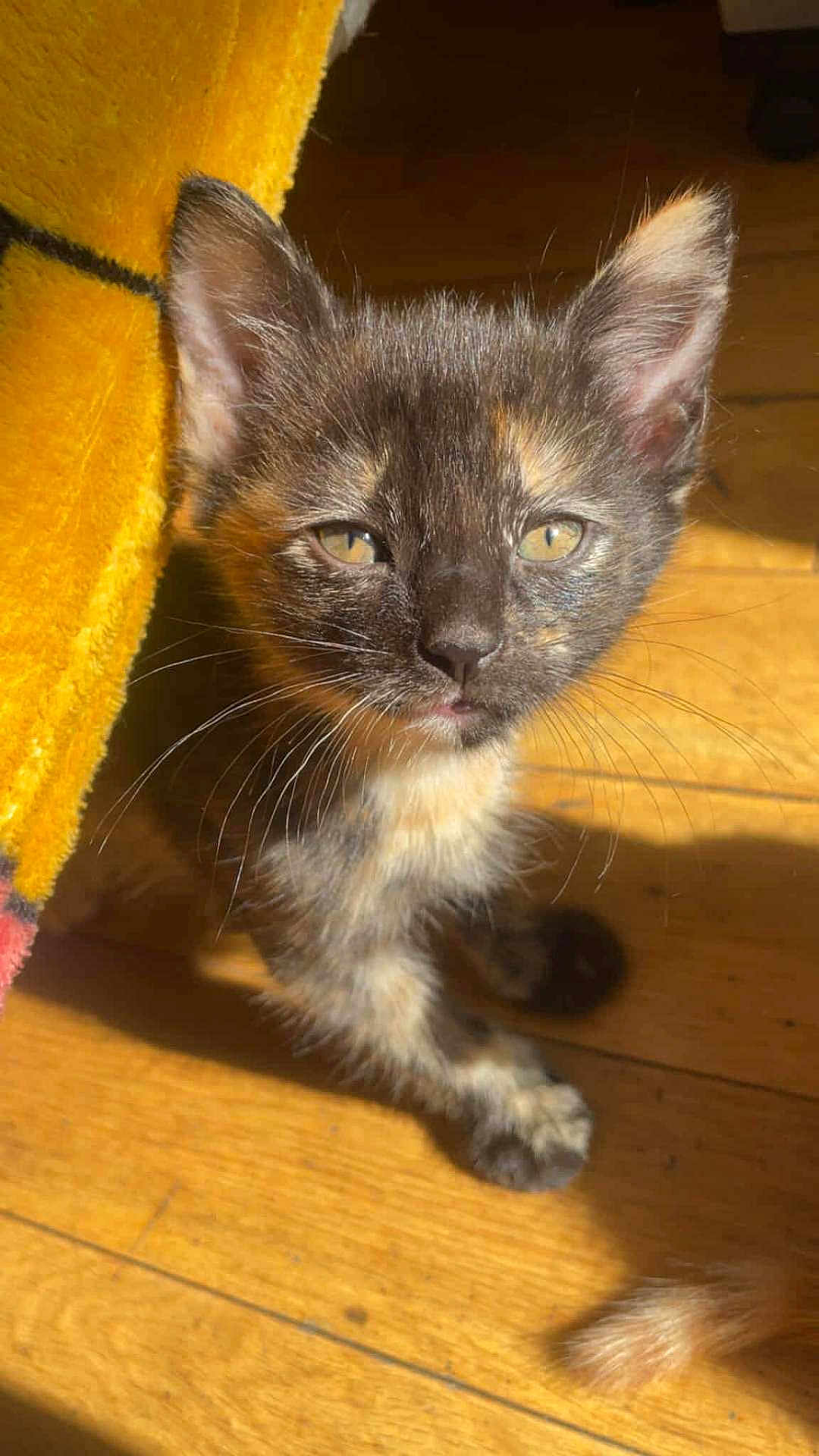 Tortie is registered to the contest to win money with this photo: animal, cat, closeup, cozy, curious, cute, feline, fur, indoor, kitten, pet, playful, portrait, small, sunlight, tortoiseshell, whiskers, wooden_floor, yellow_blanket, young