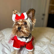 Chloe is registered to the contest to win money with this photo: dog, pet, small_dog, yorkshire_terrier, christmas_costume, red_bow, red_outfit, white_fur_trim, bed, blanket, indoor, cute, adorable, animal, fur, ears, portrait, holiday, festive, looking_away