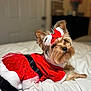 Chloe joined the competition — help win amazing prizes! dog, pet, yorkshire_terrier, costume, red_dress, holiday, bed, white_bedspread, fur, cute, indoor, portrait, animal, small_dog, decorative_bow, fluffy, relaxed, looking_back, christmas, festive