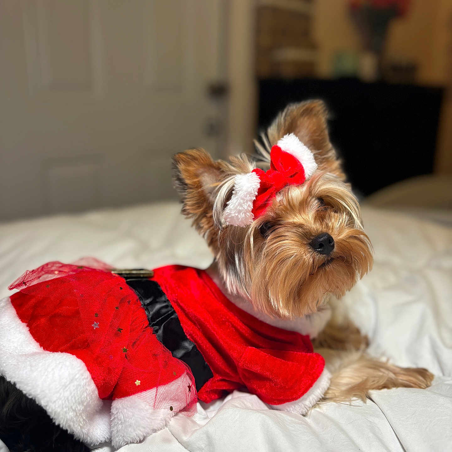 Chloe joined the competition — help win amazing prizes! animal, bed, christmas, costume, cute, decorative_bow, dog, festive, fluffy, fur, holiday, indoor, looking_back, pet, portrait, red_dress, relaxed, small_dog, white_bedspread, yorkshire_terrier