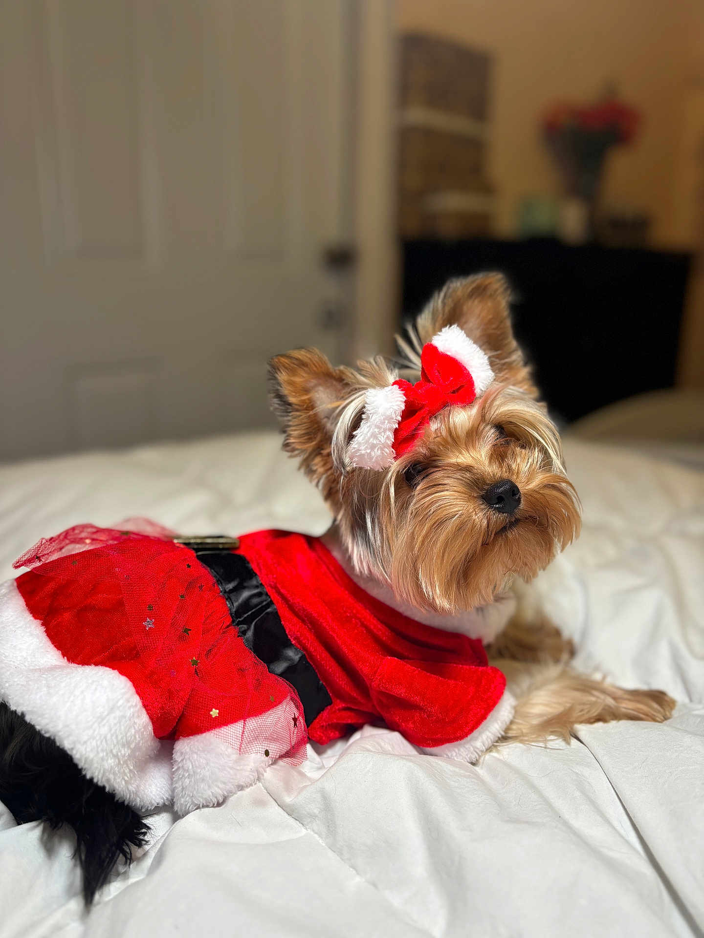 Chloe joined the competition — help win amazing prizes! dog, pet, yorkshire_terrier, costume, red_dress, holiday, bed, white_bedspread, fur, cute, indoor, portrait, animal, small_dog, decorative_bow, fluffy, relaxed, looking_back, christmas, festive