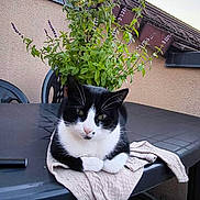 Lily participe au concours pour gagner de l'argent avec cette photo : cat, black_and_white_cat, plant, outdoor, table, towel, roof, antenna, sky, flower, greenery, chair, wood_floor, relaxing, pet, animal, feline, daylight, home, balcony