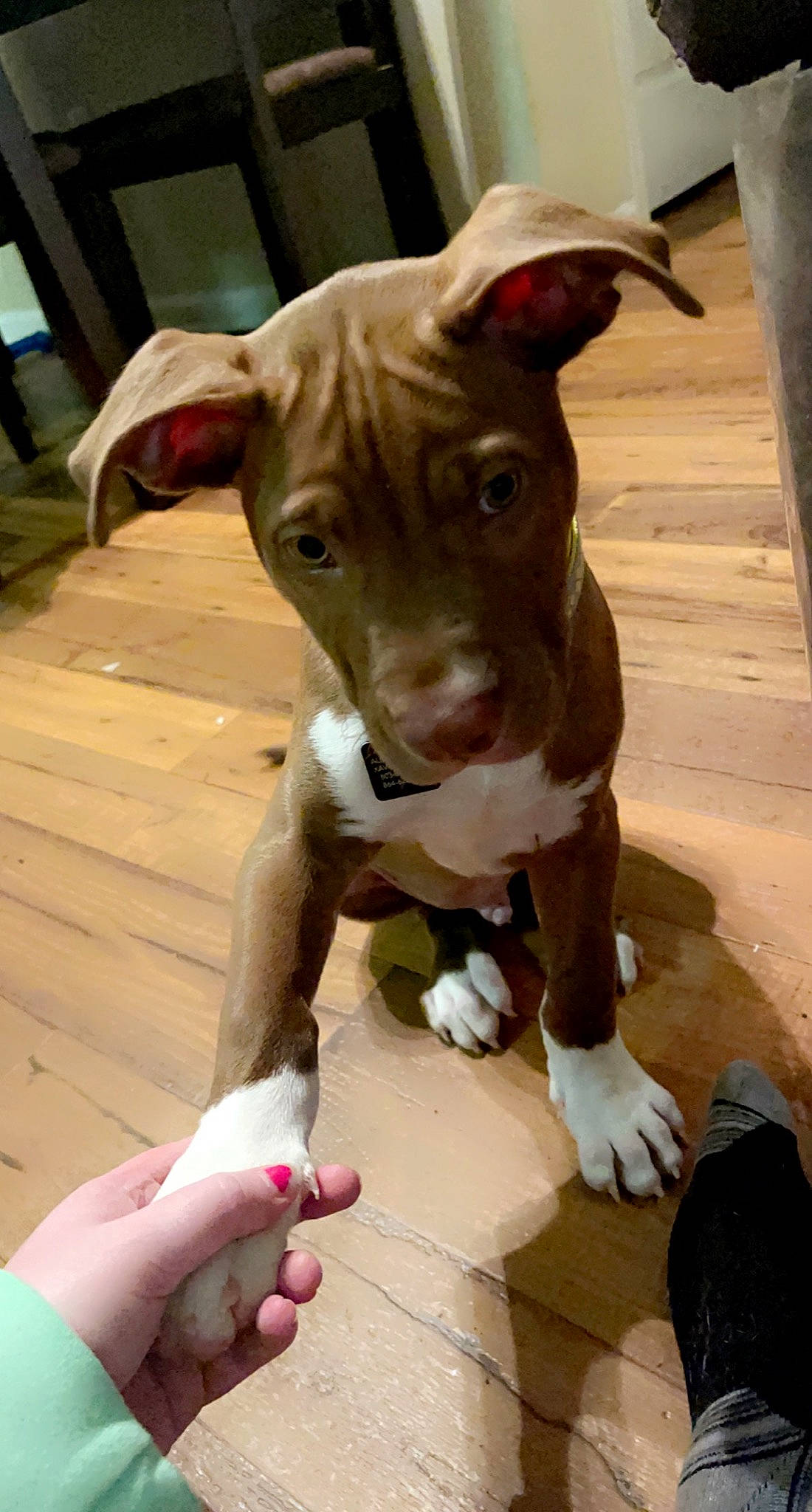 Odyn joined the competition — help win amazing prizes! canidae, carnivore, collar, companion_dog, dog, dog_breed, dog_collar, dog_supply, fawn, hunting_dog, luggage_and_bags, nail, non_sporting_group, pet_supply, snout, sporting_group, terrestrial_animal, whiskers, wood, working_animal