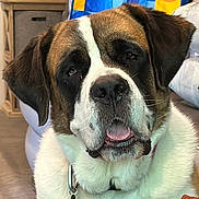 Maggie is registered to the contest to win money with this photo: dog, saint_bernard, pet, animal, close_up, indoors, fur, tongue, face, ears, collar, muzzle, brown, white, black, large_dog, expression, domestic, cute, portrait