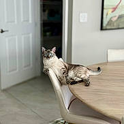 Pookie joined the competition — help win amazing prizes! cat, chair, table, indoor, furniture, blue_eyes, alert, relaxed, domestic_cat, white_chair, wooden_table, floor, door, wall, painting, rug, tile_floor, pet, animal, home