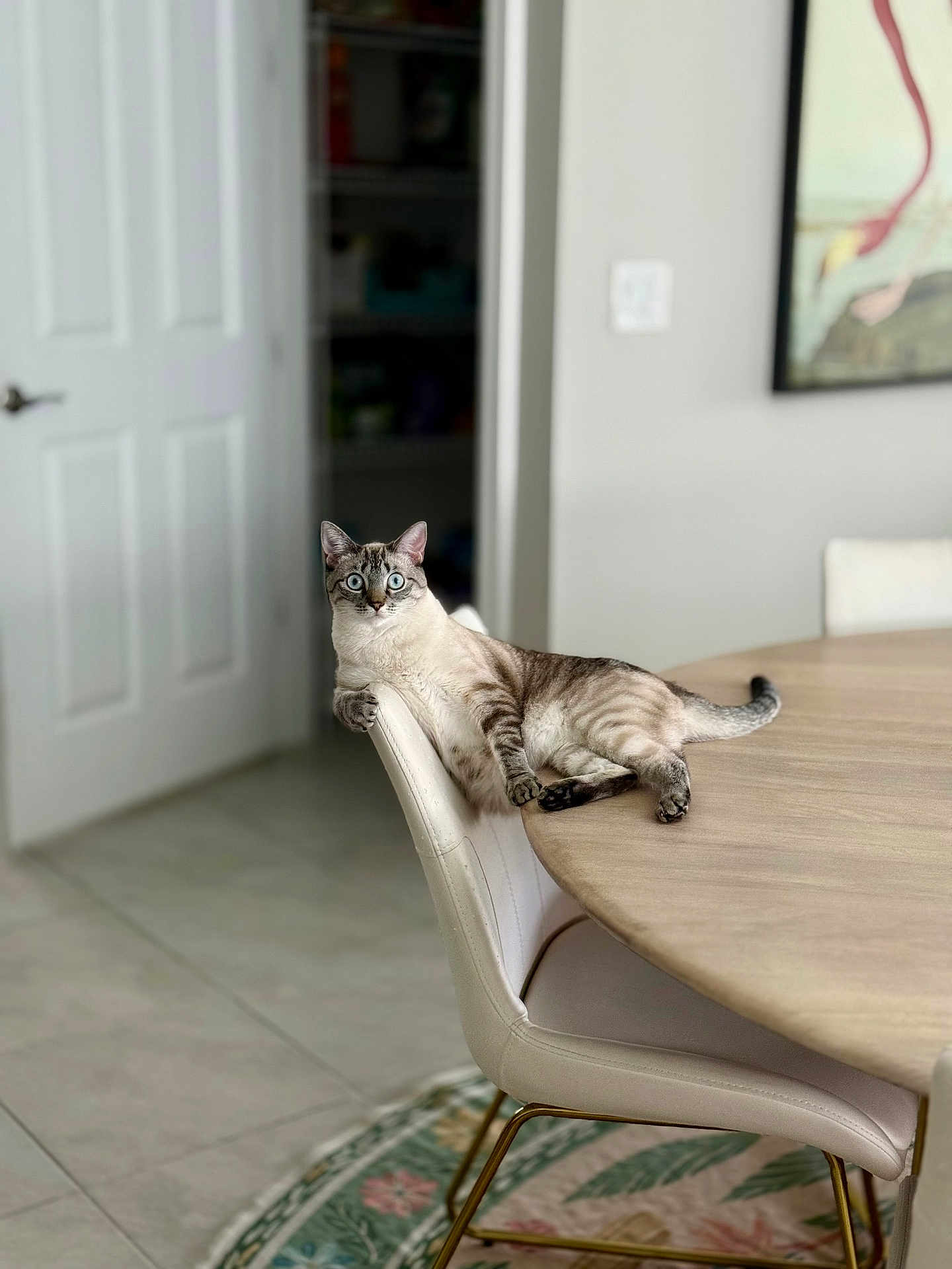 Pookie joined the competition — help win amazing prizes! cat, chair, table, indoor, furniture, blue_eyes, alert, relaxed, domestic_cat, white_chair, wooden_table, floor, door, wall, painting, rug, tile_floor, pet, animal, home