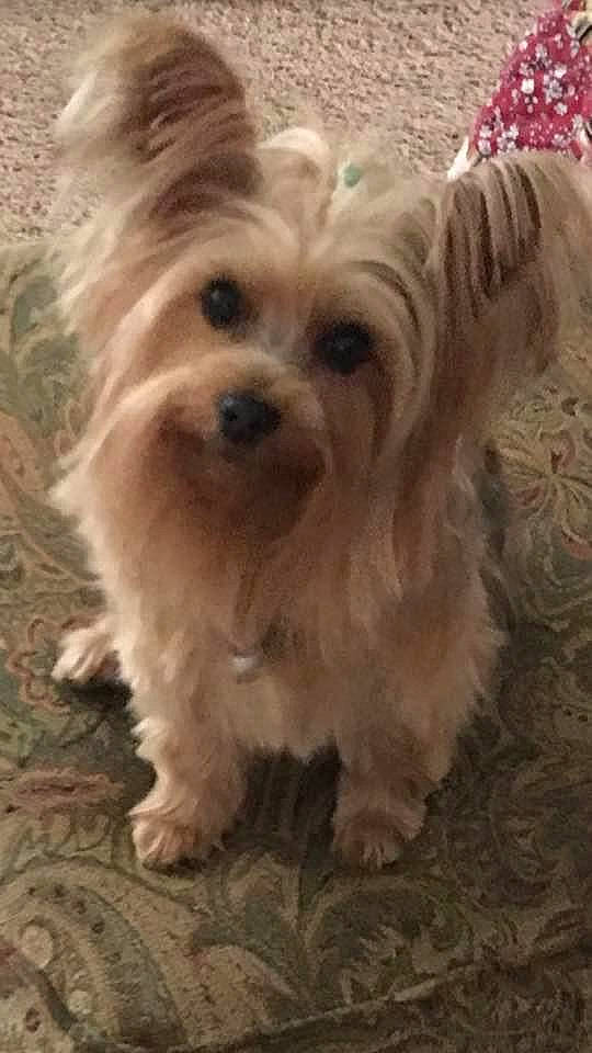 Fancy is registered to the contest to win money with this photo: biewer_terrier, bolonka, canidae, carnivore, chinese_imperial_dog, companion_dog, dog, dog_breed, glen_of_imaal_terrier, maltepoo, mammal, morkie, norfolk_terrier, puppy, schnoodle, small_terrier, terrier, vertebrate, yorkipoo, yorkshire_terrier