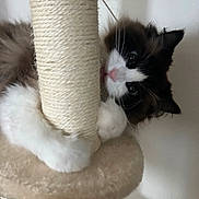 Cinnamon joined the competition — help win amazing prizes! cat, scratching_post, feline, pet, fluffy, curious, indoor, climbing, whiskers, paws, playful, fur, cute, animal, domestic, closeup, white, black, brown, soft