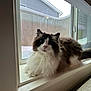 Cinnamon is registered to the contest to win money with this photo: cat, fluffy, windowsill, indoor, pet, feline, long_hair, white, brown, black, animal, looking, resting, curious, window, snow, daylight, domestic, closeup, cozy