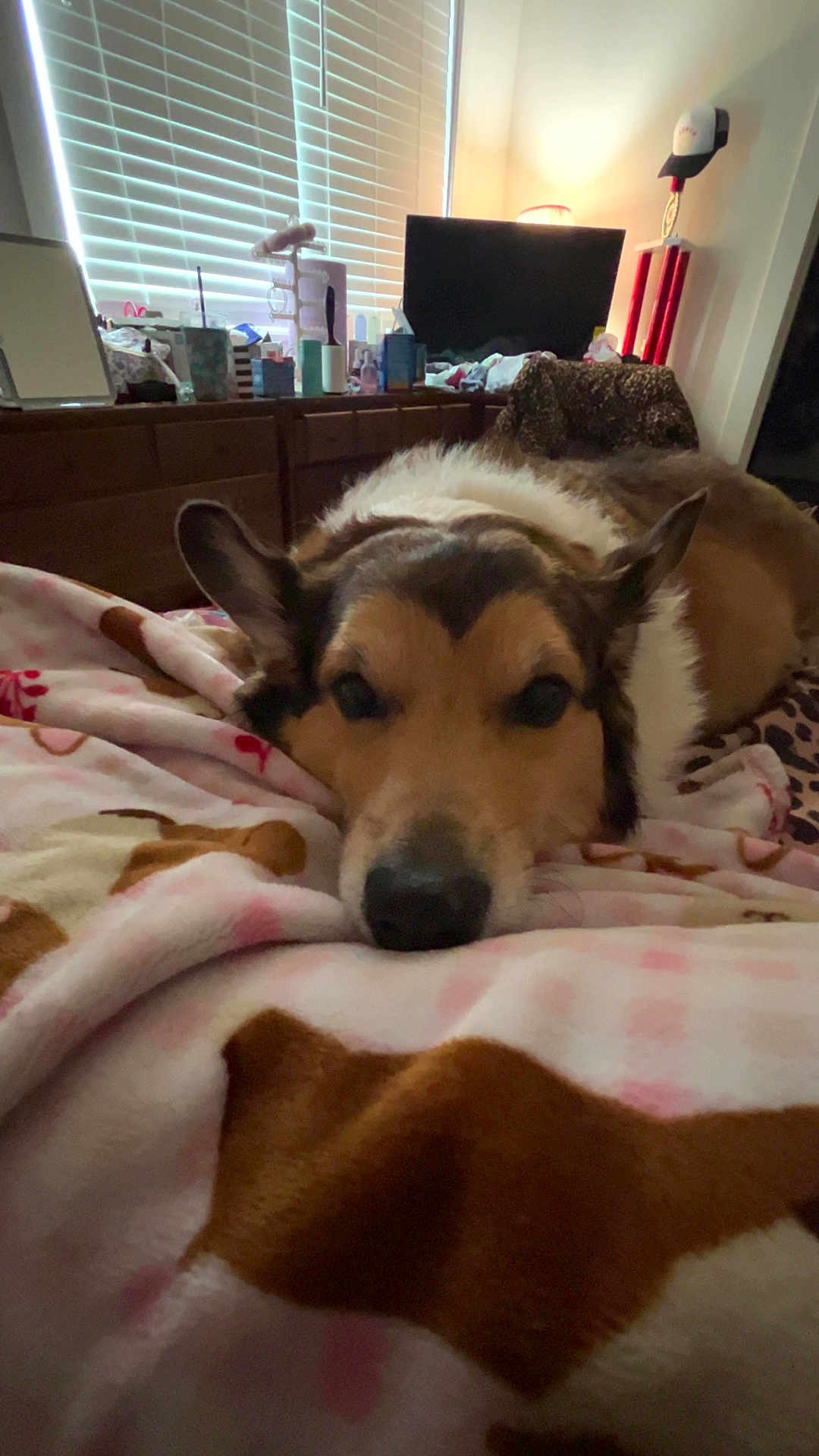 Griffin joined the competition — help win amazing prizes! dog, blanket, bedroom, dresser, window, blinds, lamp, soft_light, sleepy, cozy, brown, white, fur, pet, resting, indoor, furniture, decor, relaxing, animal