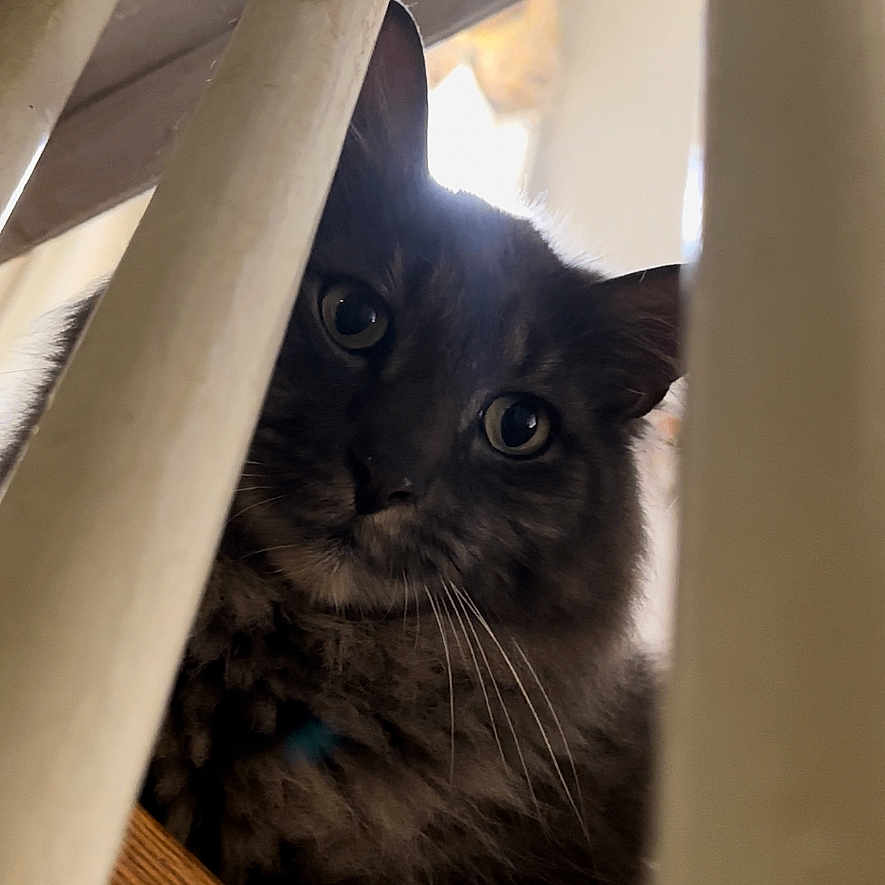 Chase is registered to the contest to win money with this photo: animal, cat, closeup, curious, domestic_cat, eyes, face, fluffy, fur, home, indoor, light, looking, mystery, pet, shadow, staircase, vertical_bars, whiskers, wooden_railing