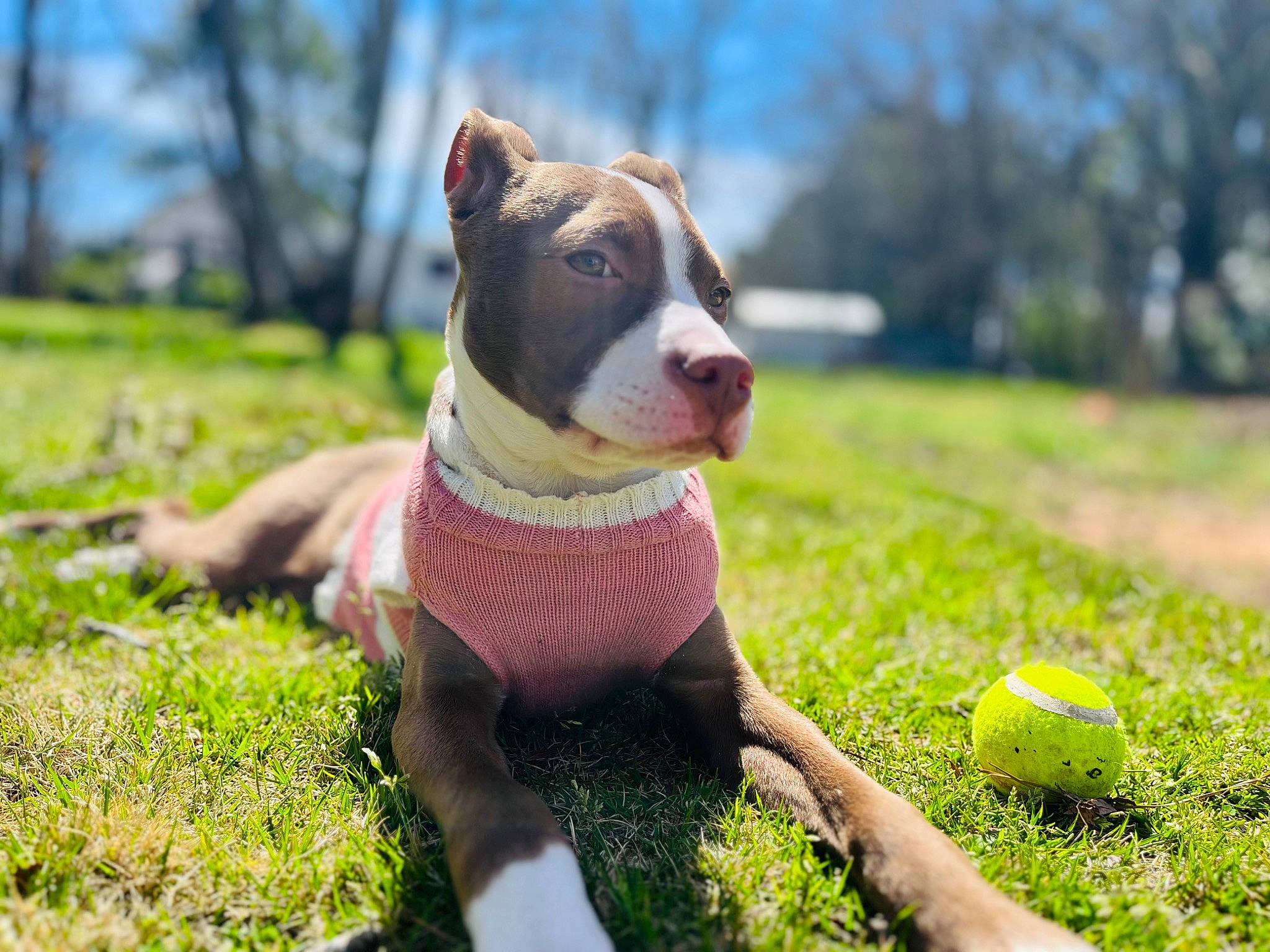 Ruby is registered to the contest to win money with this photo: ball, carnivore, collar, companion_dog, dog, dog_breed, dog_collar, fawn, grass, grassland, groundcover, lawn, leash, meadow, plant, sky, snout, sporting_group, tail, tree