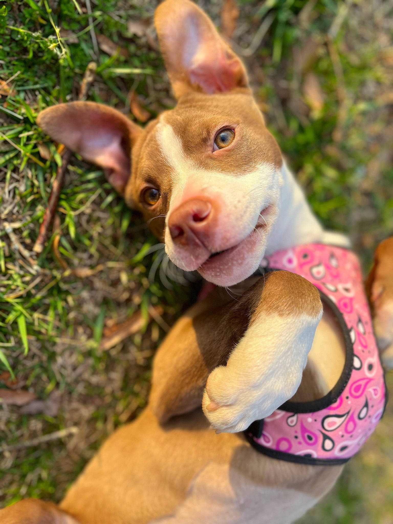 Ruby joined the competition — help win amazing prizes! art, canidae, companion_dog, dog_breed, ear, fawn, fur, grass, liver, livestock, pink, plant, snout, tail, terrestrial_animal, terrestrial_plant, toy, whiskers, wood, working_animal