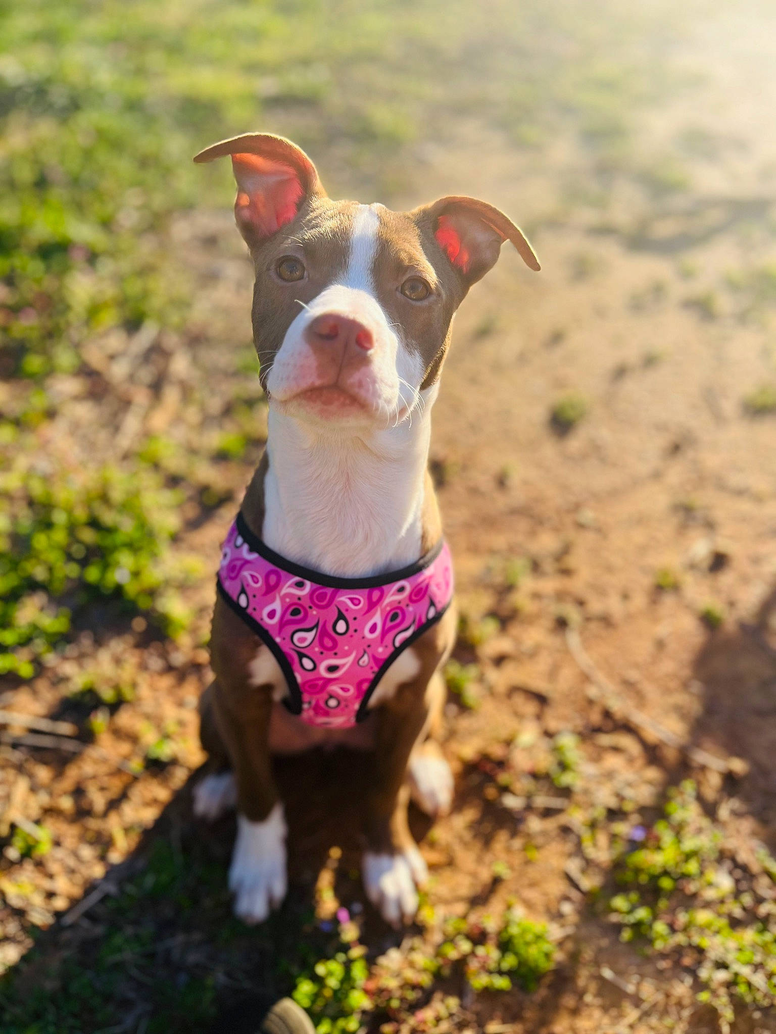 Ruby is registered to the contest to win money with this photo: canidae, carnivore, chilean_fox_terrier, collar, companion_dog, dog, dog_breed, dog_clothes, dog_collar, dog_supply, fashion_accessory, fawn, grass, leash, liver, pet_supply, plant, snout, sporting_group, working_animal