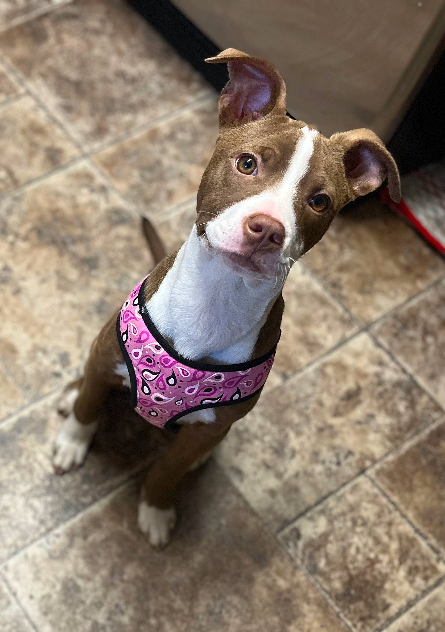 Ruby is registered to the contest to win money with this photo: canidae, carnivore, collar, companion_dog, dog, dog_breed, dog_clothes, dog_collar, dog_supply, fashion_accessory, fawn, leash, liver, pet_supply, snout, sporting_group, tail, toy_dog, whiskers, working_animal