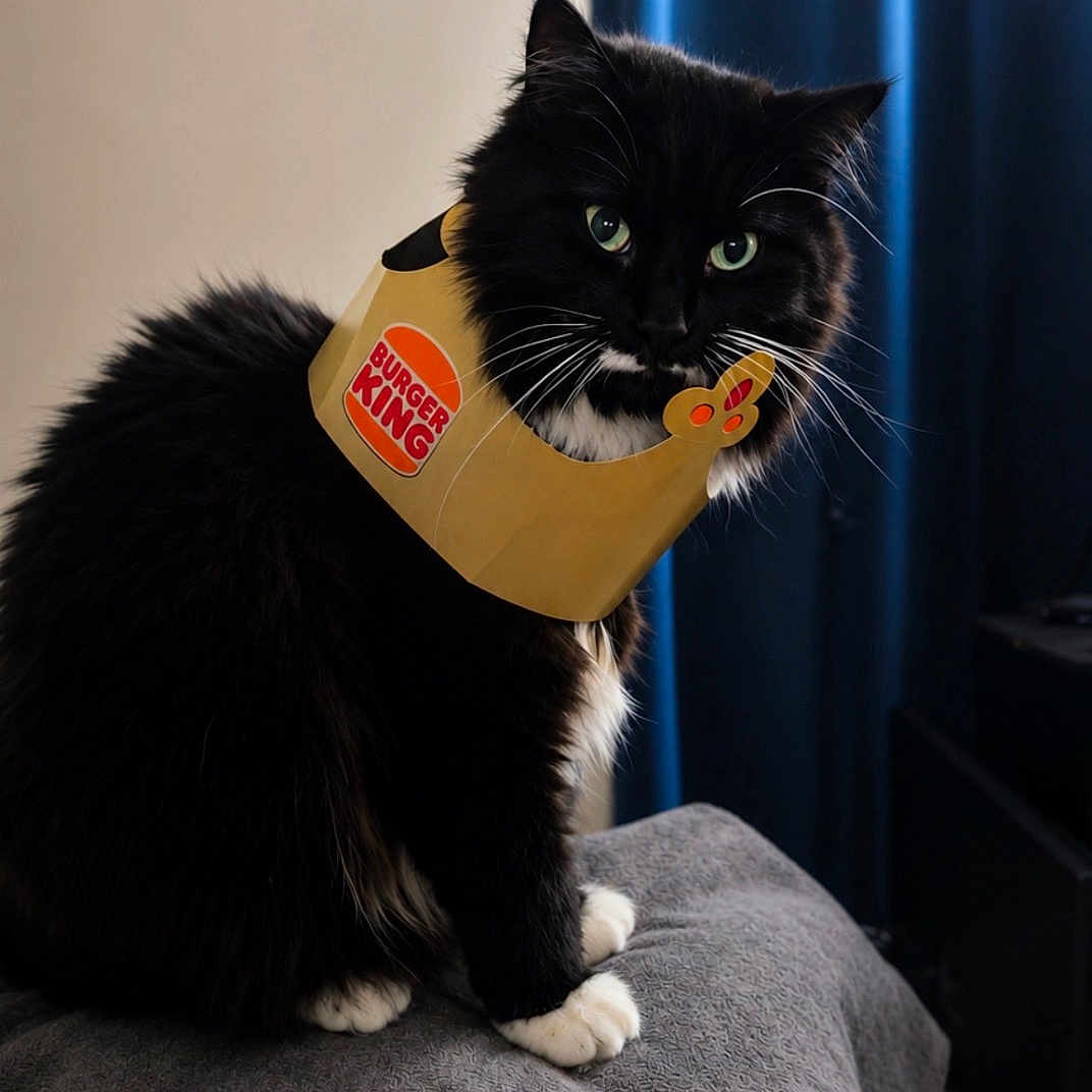 Louie joined the competition — help win amazing prizes! animal, black_cat, blanket, blue_curtains, burger_king_crown, cat, cozy, curtains, fur, furry, gray_blanket, green_eyes, household, indoor, paper_crown, pet, portrait, sitting, whiskers, white_paws