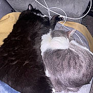 Louie is registered to the contest to win money with this photo: animal, black_cat, blanket, cat, companion, couch, cozy, cute, domestic, feline, fur, gray_cat, home, indoor, pets, relaxation, resting, sleeping, snuggling, tangled_cables