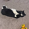 Louie is registered to the contest to win money with this photo: animal, black_and_white, carpet, cat, cute, dinosaur_toy, domestic, floor, fun, furry, household, indoor, lying_down, monster_truck_toy, paws, pet, playful, relaxed, toy, whiskers