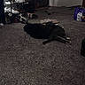 Louie joined the competition — help win amazing prizes! animal, black_cat, carpet, casual, cat, cats, cozy, dim_light, floor, grey_cat, home, hugging, indoor, lying_down, pets, relaxing, room, scattered_items, shoe_rack, shoes
