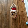 animal, brown, companion, curious, cute, dog, flooring, fur, home, indoor, looking_up, pet, plush_toy, red_sweater, scruffy, scrunchie, small_dog, tan, toy, wooden_floor