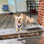 Coby is registered to the contest to win money with this photo: animal, brick_pillar, canine, chair, clothing, daylight, dog, happy_dog, home, jeans, leash, outdoor, pet, playful, porch, rustic, small_dog, tongue_out, two_dogs, wooden_floor