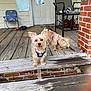 animal, brick_pillar, canine, chair, clothing, daylight, dog, happy_dog, home, jeans, leash, outdoor, pet, playful, porch, rustic, small_dog, tongue_out, two_dogs, wooden_floor