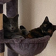 Kitten joined the competition — help win amazing prizes! cat, cats, pet, animal, feline, indoor, cat_tree, hammock, cozy, resting, gray_cat, tortoiseshell_cat, furniture, wall, relaxed, domestic, cute, sleepy, companion, soft