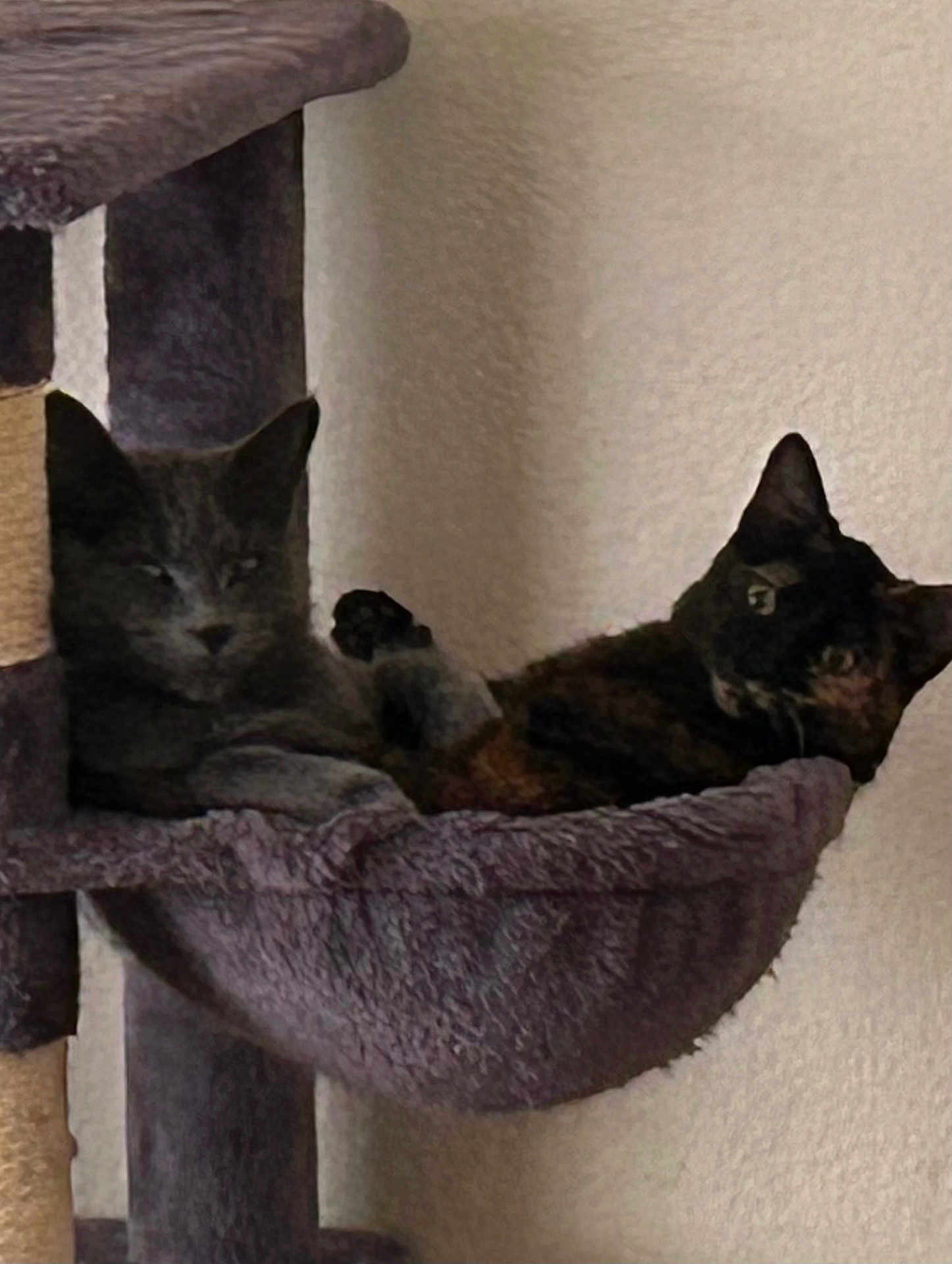 Kitten joined the competition — help win amazing prizes! cat, cats, pet, animal, feline, indoor, cat_tree, hammock, cozy, resting, gray_cat, tortoiseshell_cat, furniture, wall, relaxed, domestic, cute, sleepy, companion, soft