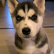 Ice participe au concours pour gagner de l'argent avec cette photo : puppy, husky, dog, close_up, indoor, cute, fur, pet, animal, young, eyes, black_nose, portrait, sitting, adorable, fluffy, curious, face, ears, background_blur