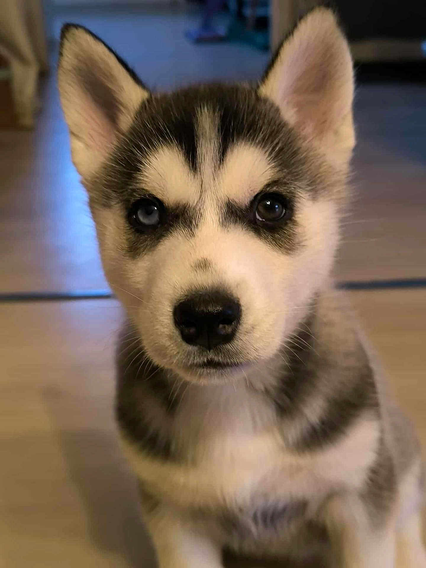 Ice participe au concours pour gagner de l'argent avec cette photo : puppy, husky, dog, close_up, indoor, cute, fur, pet, animal, young, eyes, black_nose, portrait, sitting, adorable, fluffy, curious, face, ears, background_blur