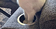 Rosie Garza joined the competition — help win amazing prizes! cat, white_cat, furniture, couch, cup_holder, indoor, pet, animal, feline, legs, curiosity, texture, fabric, cozy, home, funny, sitting, closeup, gray, cute