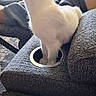 cat, white_cat, furniture, couch, cup_holder, indoor, pet, animal, feline, legs, curiosity, texture, fabric, cozy, home, funny, sitting, closeup, gray, cute
