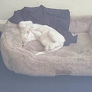 Rosie Garza joined the competition — help win amazing prizes! cat, sleeping, white_cat, pet_bed, plush, cozy, indoor, resting, fur, animal, cute, relaxed, paw, tail, comfort, soft, home, domestic_cat, feline, peaceful