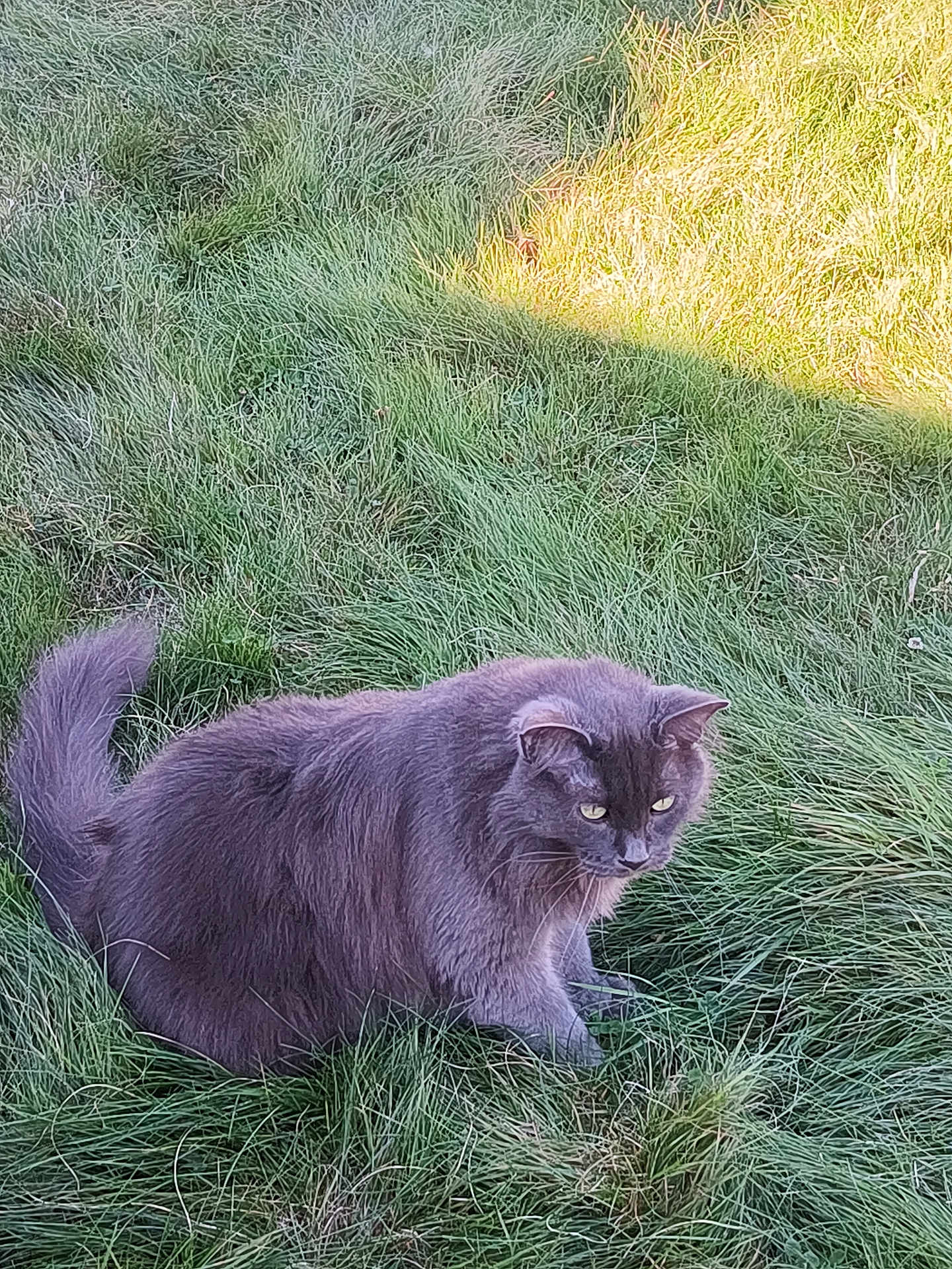 Grape is registered to the contest to win money with this photo: cat, gray_cat, fluffy, grass, outdoor, animal, pet, nature, sunlight, green, fur, sitting, mammal, eyes, whiskers, tail, daylight, field, relaxing, feline