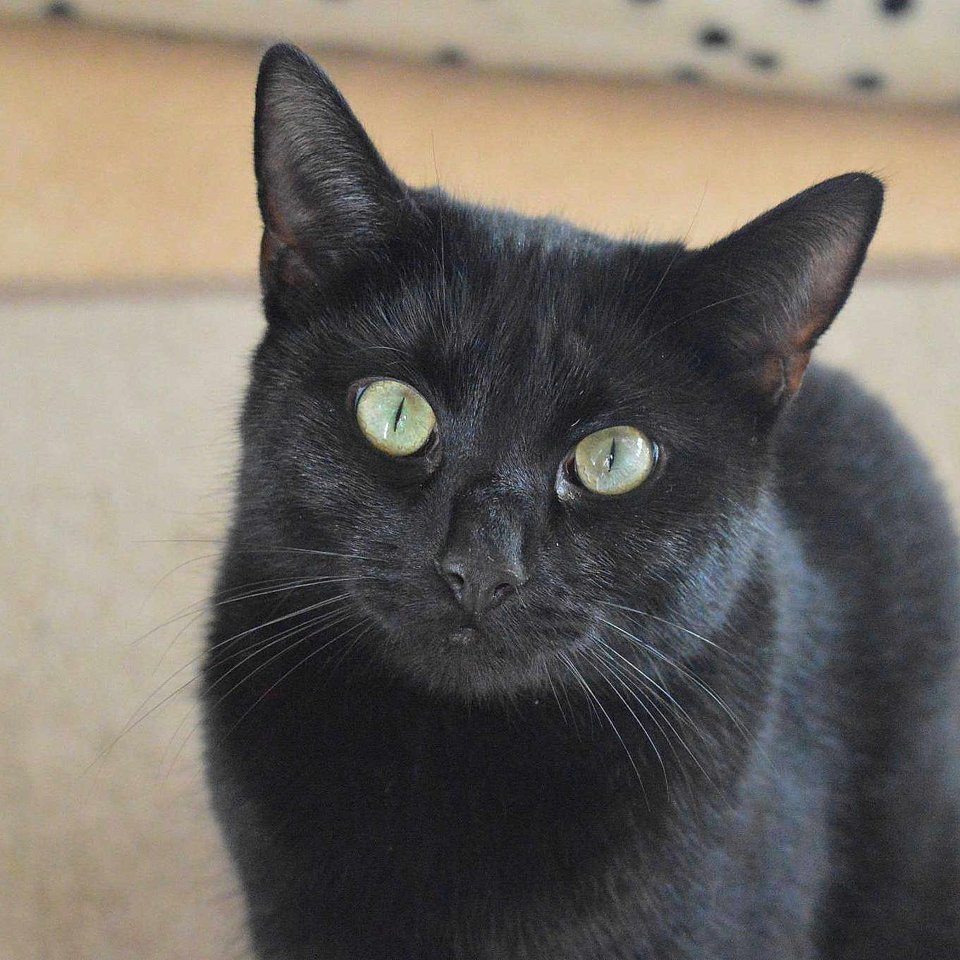 Draco joined the competition — help win amazing prizes!