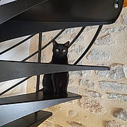 Regina a rejoint le concours — aidez-le/la à gagner de superbes lots ! alert, animal, architecture, black_cat, black_stairs, cat, contrast, curious, eyes, feline, home_interior, indoor, minimalist, modern_design, pet, quiet, sitting, spiral_staircase, stairs, stone_wall